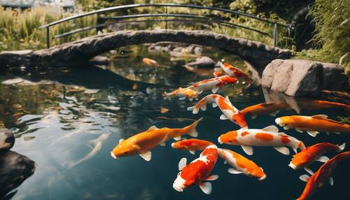 Ikan koi berenang dengan anggun di kolam di bawah jembatan batu.