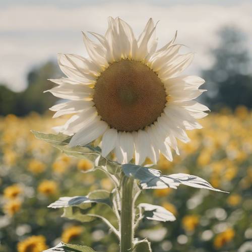 A white sunflower adorning a spring meadow. Tapet [78743c3fe327433a9b7b]