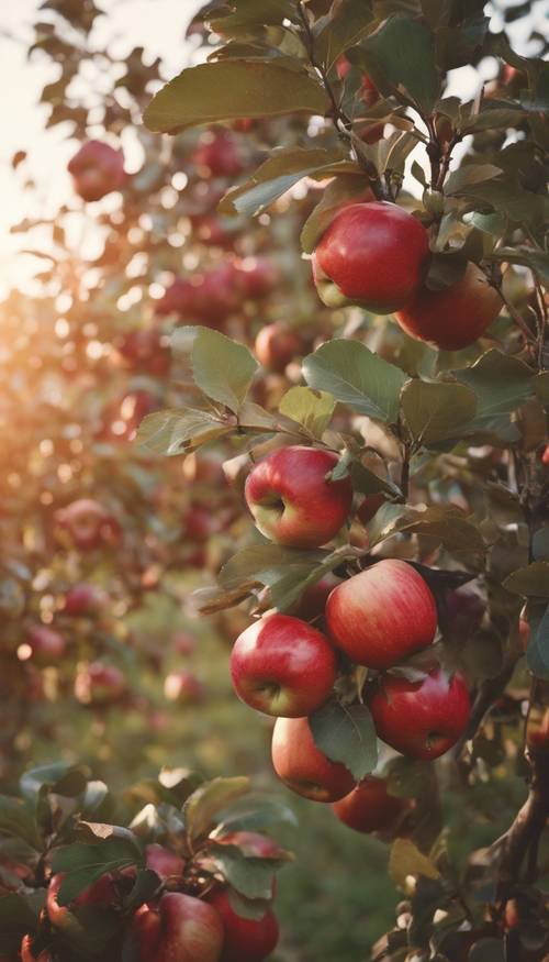 An apple tree laden with ripe, shiny red apples amidst a beautiful orchard at sunrise.