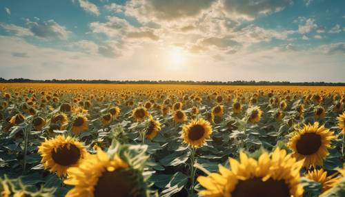 A vibrant sunflower field stretching towards the horizon under a clear blue sky.
