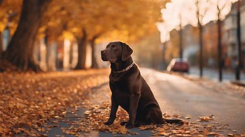 A detailed image of a chocolate labrador retriever sitting on an autumn leaf-covered street during sunset.