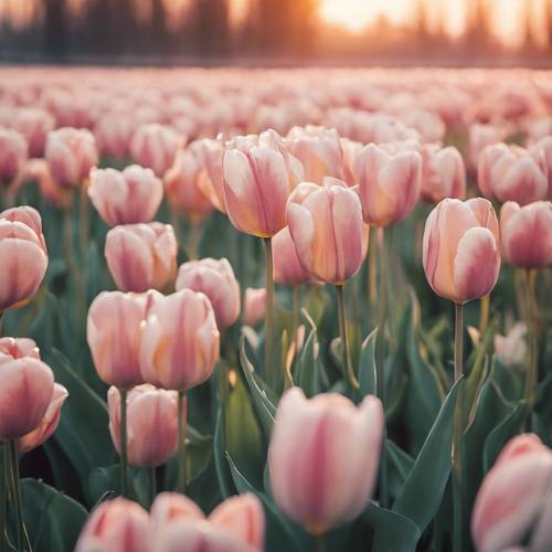Frisch erblühte Tulpen auf einem Feld, eingefangen in Pastelltönen während eines sanften Sonnenaufgangs.