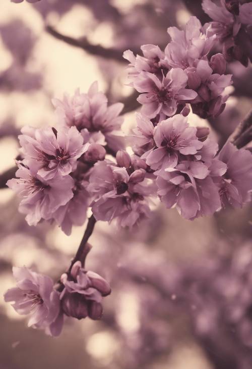 Vintage zdjęcie drzewa migdałowego w kolorze sepii z oszałamiającymi fioletowymi liśćmi.