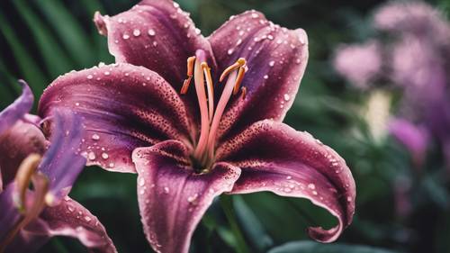 Un singolo giglio Stargazer in piena fioritura, i suoi ricchi petali viola intrecciati con sfumature cipria.