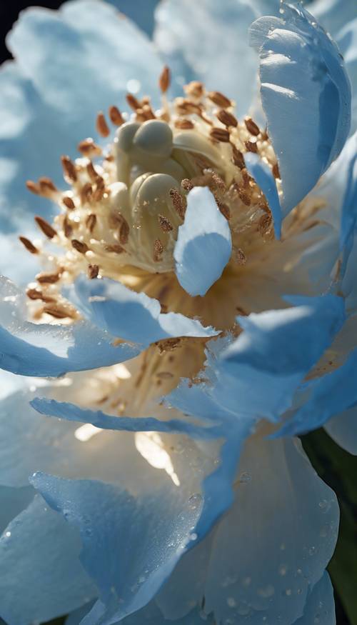 清晨阳光下，沾满露珠的蓝色牡丹花的特写。