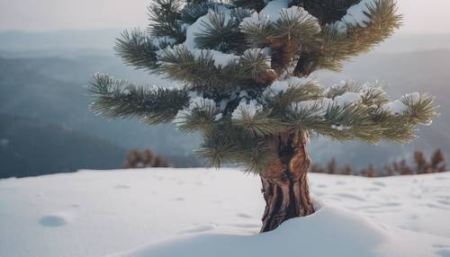 Um velho pinheiro solitário no topo de uma colina coberta de neve durante o inverno.