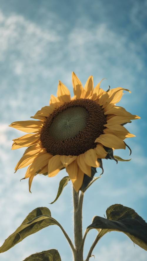 Eine einzelne Sonnenblume vor einem beeindruckend blauen Himmel.