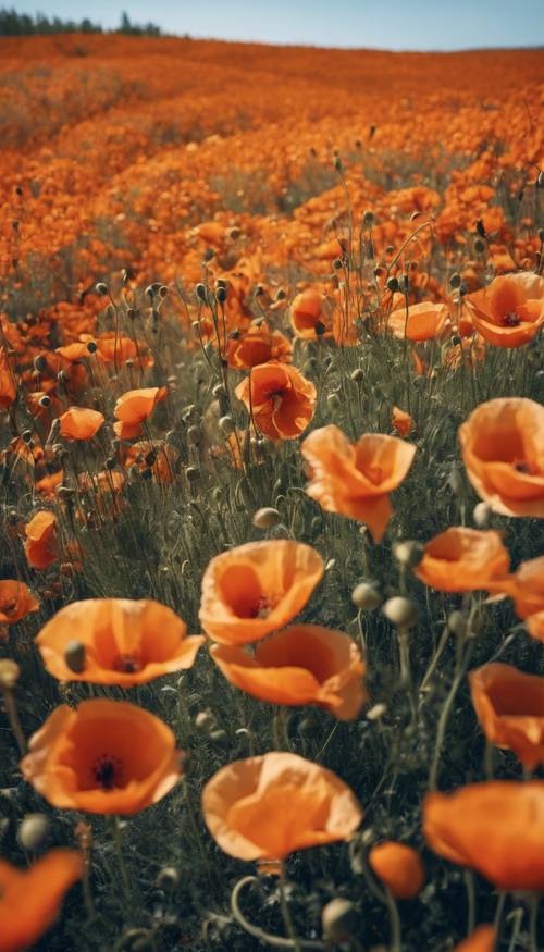 Ladang bunga poppy oranye di bawah langit biru cerah