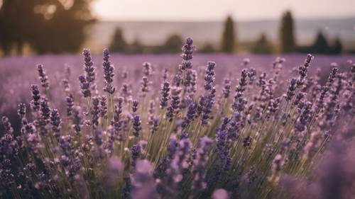 Ein blühendes Lavendelfeld in voller Blüte Mitte Juli.