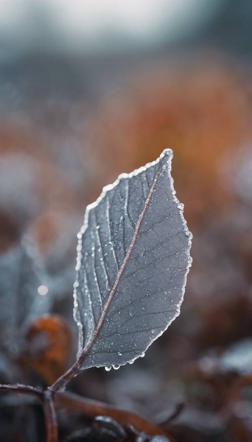 寒冷的早晨，一片被露水親吻過的灰色葉子的特寫。