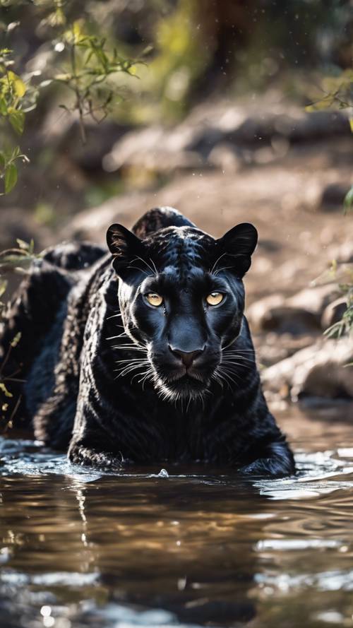 Rare sight of a black leopard drinking water from a clear stream.