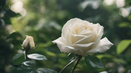 Mawar putih dengan kelopak lembut seperti bulu, dengan latar belakang dedaunan hijau subur.