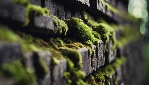 Close-up view of dark bricks with moss growing in the crevices.