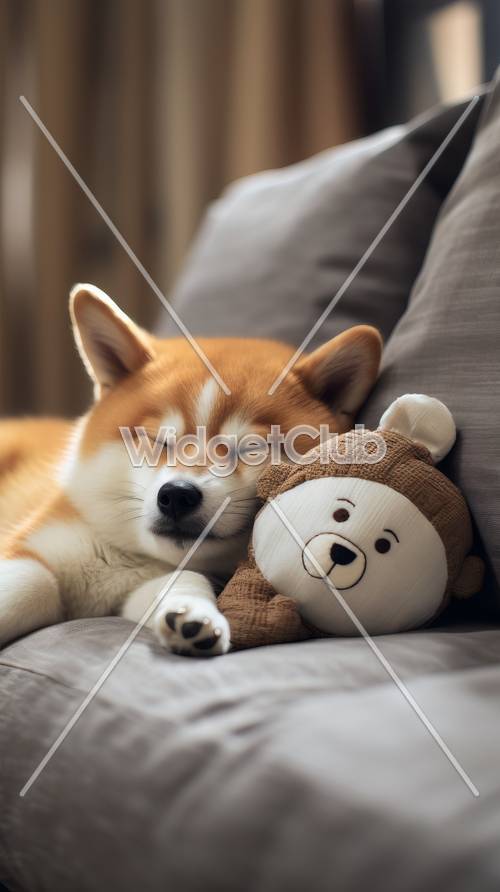 Shiba Inu dormindo com um ursinho fofinho