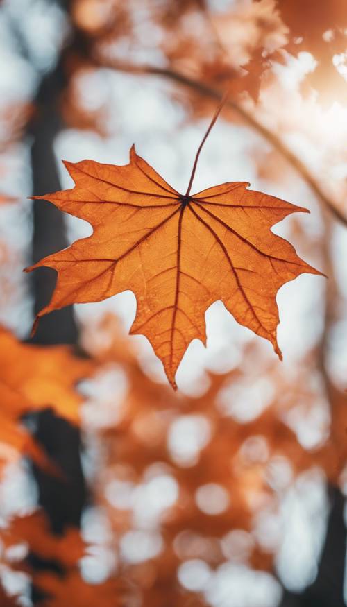 A vibrant orange maple leaf falling gently from a tree in autumn.