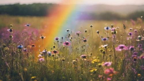 草花いっぱいの牧草地に描かれたボヘミアン風の虹
