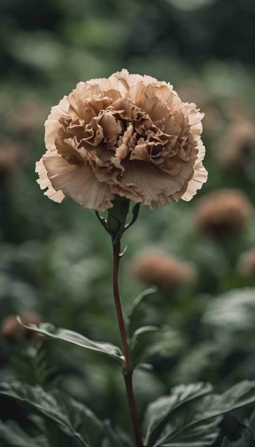 A brown carnation against a backdrop of verdant foliage.
