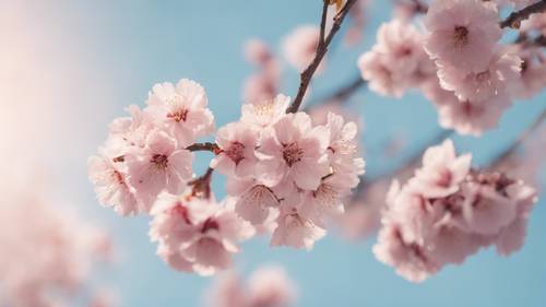 A delicate blush pink sakura blossoming against a soft blue sky