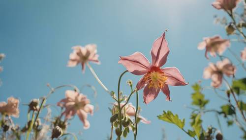 A low-angle shot of a tall columbine flower isolated against a clear blue sky. Tapet [24dee8b5e86c40d395d7]