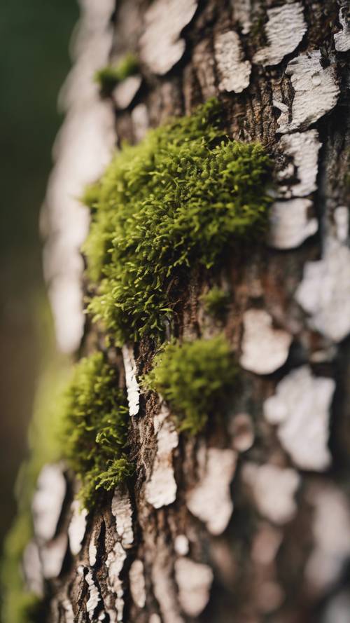 Close up of a tiny patch of delicate moss on a tree bark. Tapet [872fcb8cc131455d83ff]