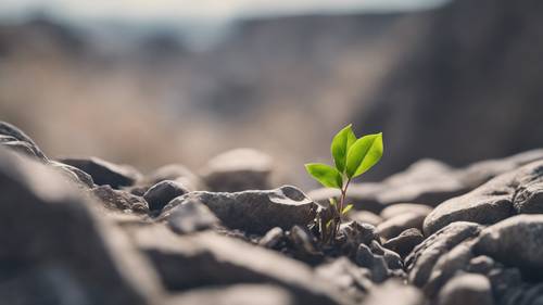 A tiny sapling growing through a crack in a rocky terrain carrying the phrase 'Courage does not always roar. Sometimes courage is the quiet voice at the end of the day saying, 'I will try again tomorrow'. Валлпапер [4f3ff004130b41b2aee8]