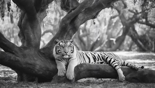 Ein bleibendes Bild eines schwarz-weißen Tigers, der ruhig unter einem ausladenden alten Banyan-Baum ruht.