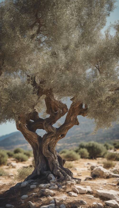Редкое и корявое оливковое дерево, одиноко стоящее среди солнечного греческого островного ландшафта.