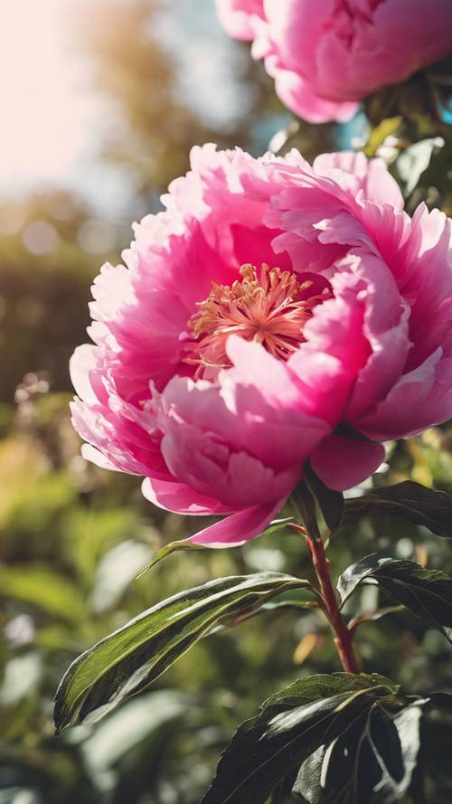 A bright pink peony flower blooming in a sunny garden.