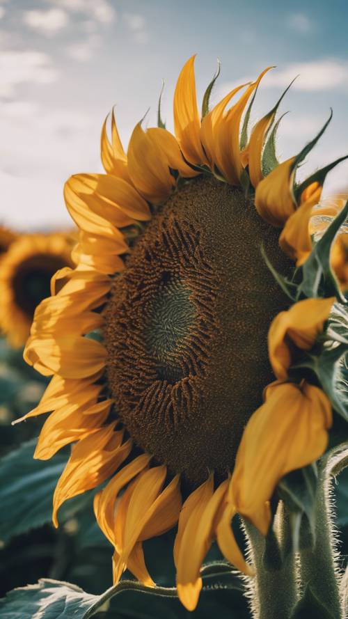 A sunflower in full bloom under a bright blue sky.