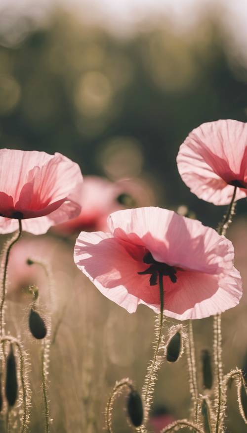 Wild pink poppies swaying in the soft summer breeze.