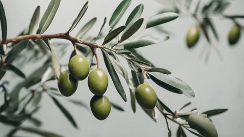 Оливки и оливковые ветви зеленоватого тона разбросаны по меловой белой поверхности.