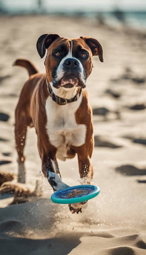 כלב בוקסר תופס פריזבי בחוף שטוף שמש, עם נחישות שובבה בעיניו.