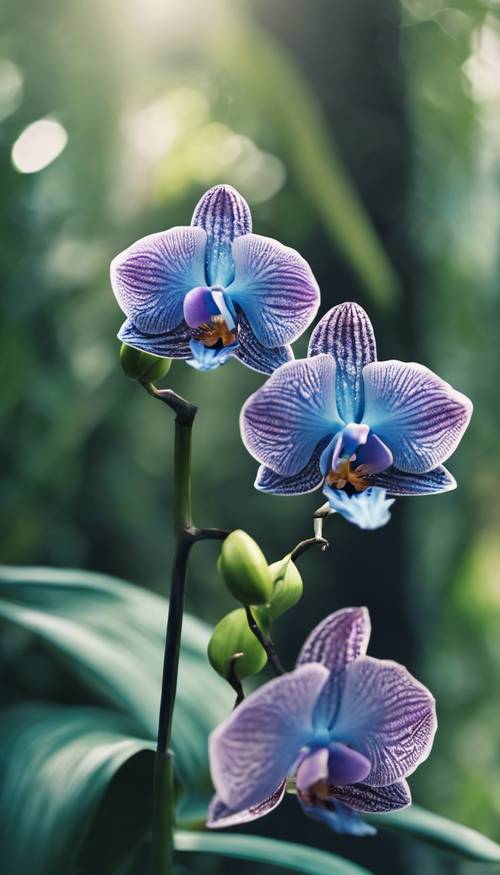Uma rara orquídea azul em plena floração contra um cenário de selva verde.