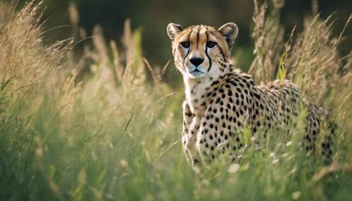 A cheetah camouflaged in tall, verdant grass, ready to hunt. Kertas dinding [f3e0c52ef08c4b32977e]