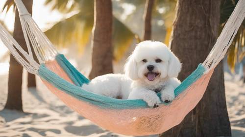 ビション・フリーゼが寝そべるハンモックの壁紙犬×ビーチ