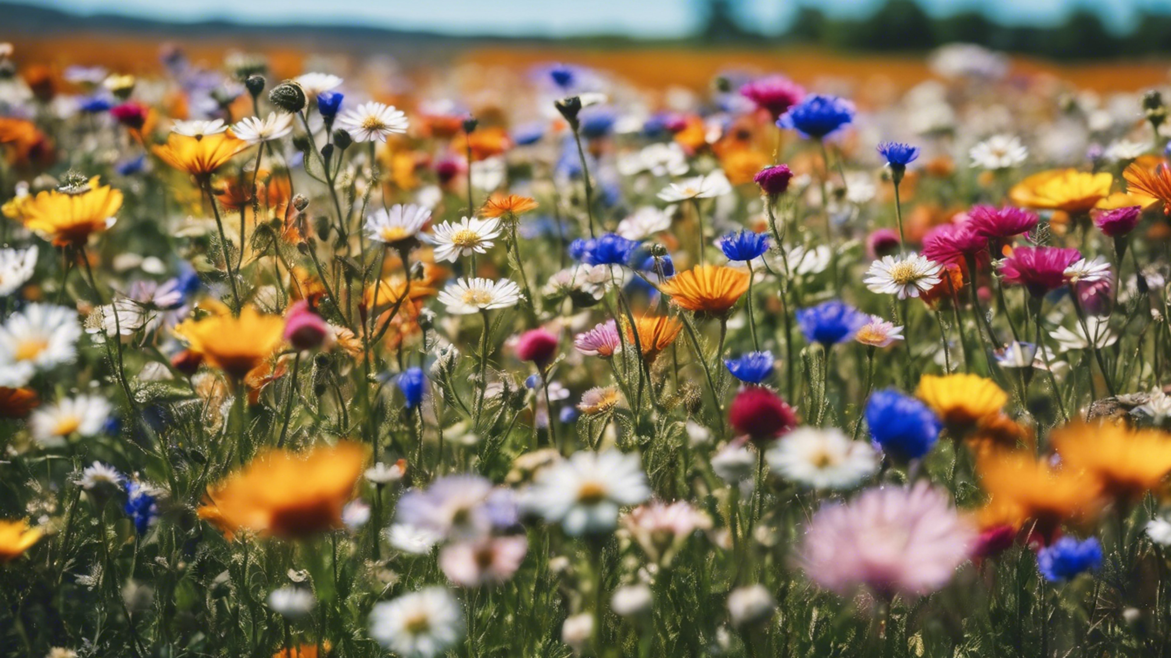 A field of colorful wildflowers under a clear blue sky.壁紙[51b27b0ad62a44999071]