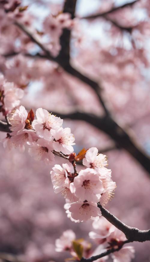 일본의 벚꽃 구경 중에 만개한 벚꽃 나무.