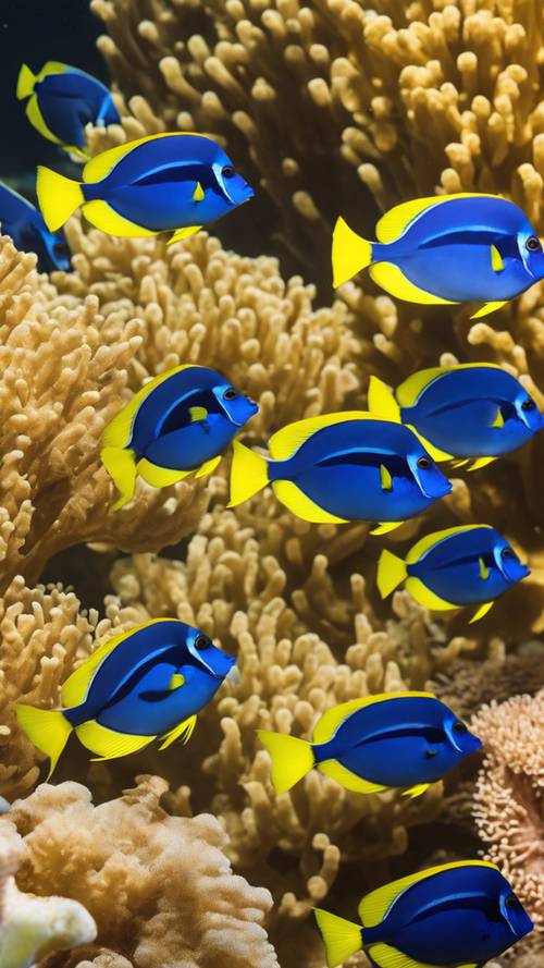 一条蓝色刺尾鱼与一群鲜艳的黄色刺尾鱼一起游泳。