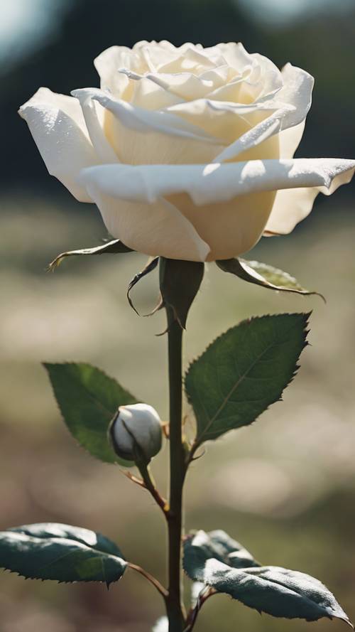 Una rosa bianca simbolo di pace, che fiorisce nel mezzo di un paesaggio devastato dalla guerra.
