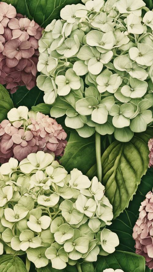 A detailed depiction of a beautifully aged, antique hydrangea illustration from an old botany book.