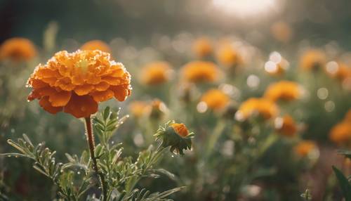 Embun pagi yang lembut menempel lembut pada bunga Marigold Perancis