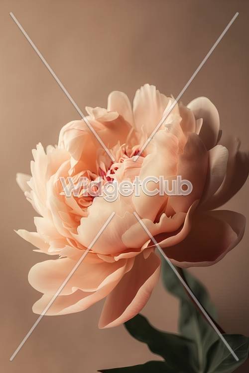 Elegant Pink Peony Flower Close-Up