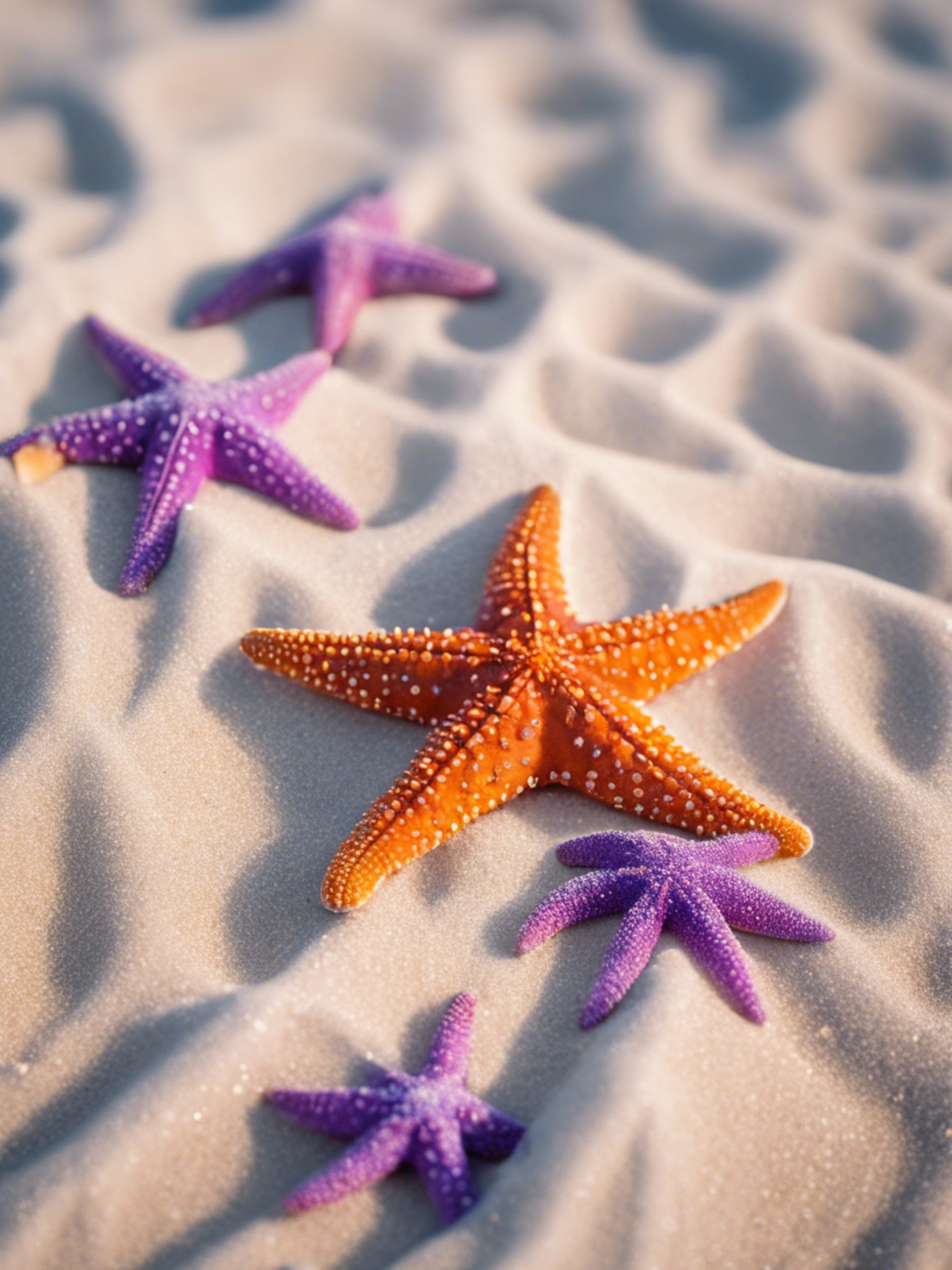 A group of starfish, some featured in cool purple and others in brilliant orange, nestled in white beach sands.壁紙[a04168020cdc43059542]