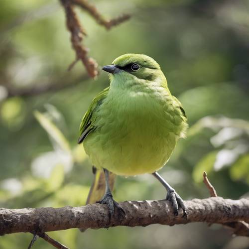 一隻青蘋果綠鳥，羽毛細緻，正在表演迷人的求愛舞蹈。