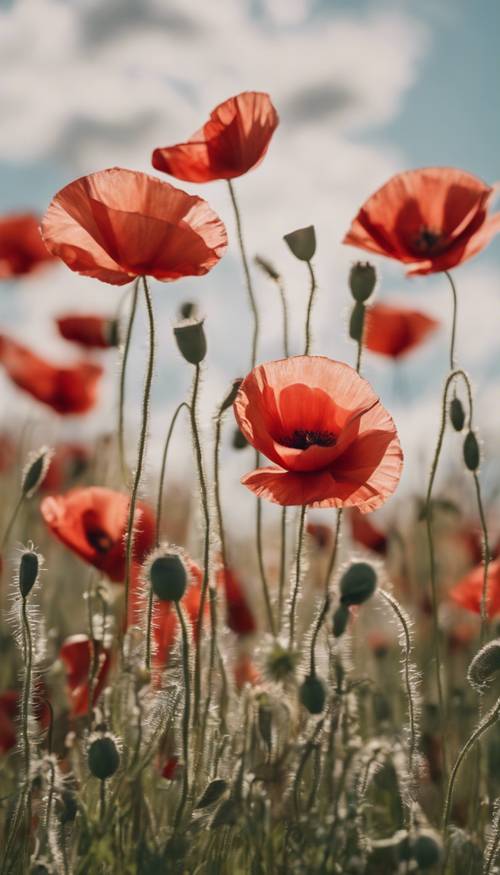A field of red and white poppies swaying gently in the afternoon breeze.