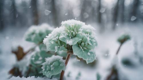 一种罕见的、娇嫩的薄荷绿花朵，盛开在白雪覆盖的森林中。