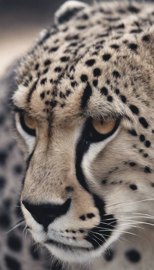 Una vista ravvicinata del mantello di un ghepardo grigio, che mostra i dettagli intricati dei suoi punti unici.