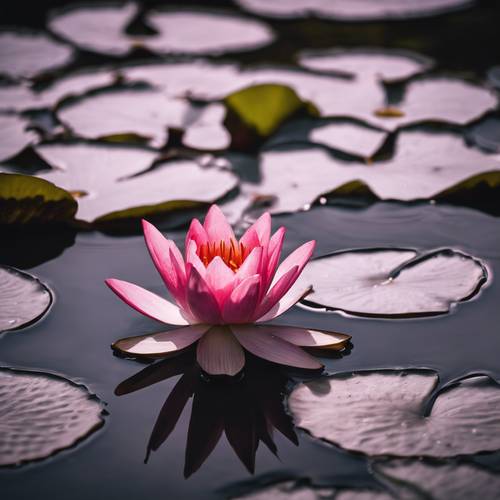 A dark pink water lily floating serenely in a still pond.
