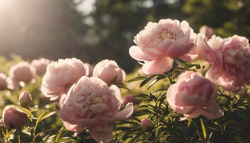 Ilustrasi bunga peony Jepang yang lembut berjemur di bawah sinar matahari sore yang keemasan.