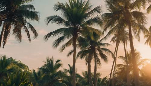 Ein tropisches Paradies bei Sonnenuntergang, wo die untergehende Sonne einen unheimlichen grünen Schein auf die Palmen wirft.